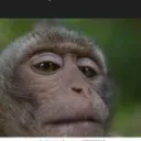 the_roblox_monke avatar