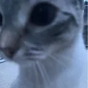 zayedlovescats