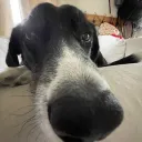wahwahthegoat
