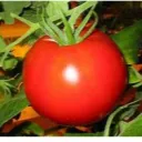 Аватар pomidor0815_70520