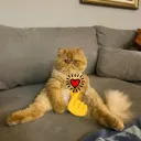 spevan__
