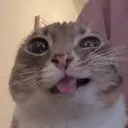 ahoneko_chan
