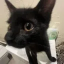 anteatersnoot