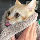 floofersthesecond