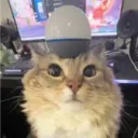 cat_is_cool