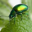 beetl3.