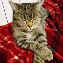 cetekcs_74298 avatar