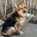 dogtrust15