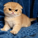 avatar °•.✿ ᥫ᥈᱂᥆ᥣ ♡̷᠄