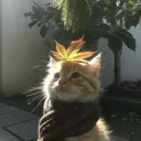 hidinginyourlan
