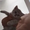 alanvvs