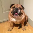 Аватар tiroryou