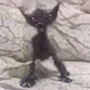 mimiadita