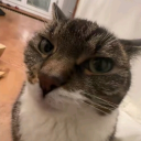 moschipon member profile picture