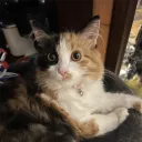 starryysocute avatar