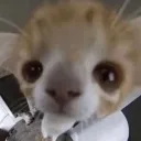 bee05x avatar