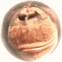 albertthepirate
