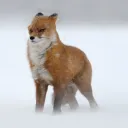 manyrandomthings