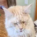 ruthecat