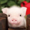 piggy0_0.
