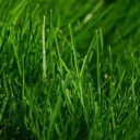 Аватар bronishilet