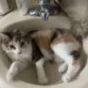 skribbldkat