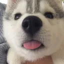 henny_29950