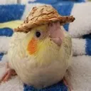 birb_bird