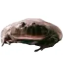 pollo_gino