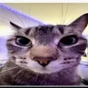 photonnetwork.destroyall
