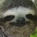 sloth_cm