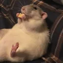 rat069420