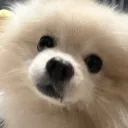 gupy_boi