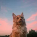 arraying
