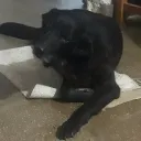 thomas_angelz avatar