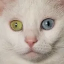 rarec