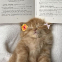 avatar 𝙰𝚉𝙰𝚁𝙰♡