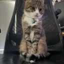 cane