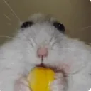 doon_pollo1