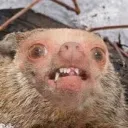 aleafyseawombat
