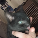 avatar Penis Prently