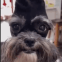 avatar JorgenJorgenson