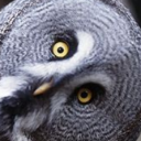 avatar JuliusSeizure