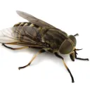 iamrealfly avatar