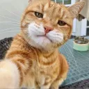 mr._stap_