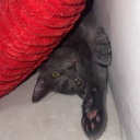 avatar Anne Mae Zing