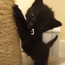 roooooy2