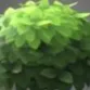 rar_bush