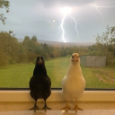 avatar ChickenLegPeace