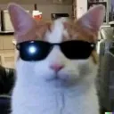 jailowy